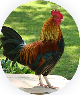 B&H Biotechnology B&H Biotechnology