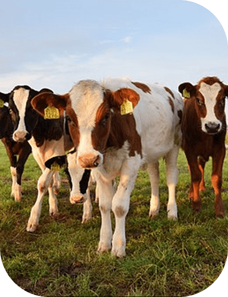 B&H Biotechnology B&H Biotechnology